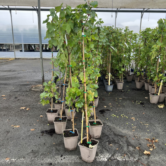 Vigne 'De table alphonse lavallee'