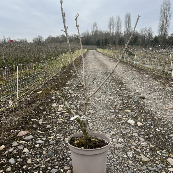 Pommier nain 'Golden'