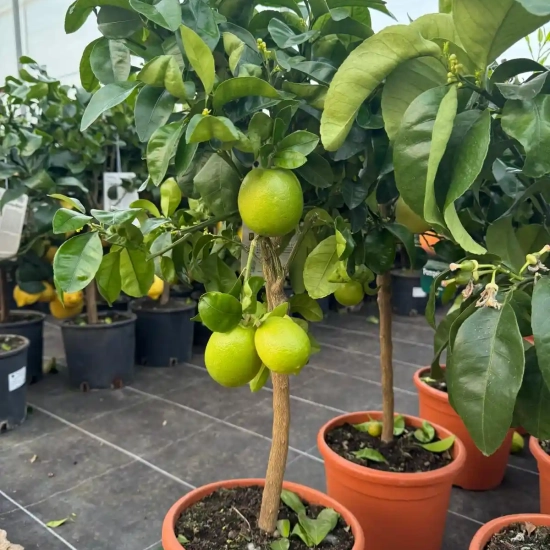 Pamplemousse 'star rubi'