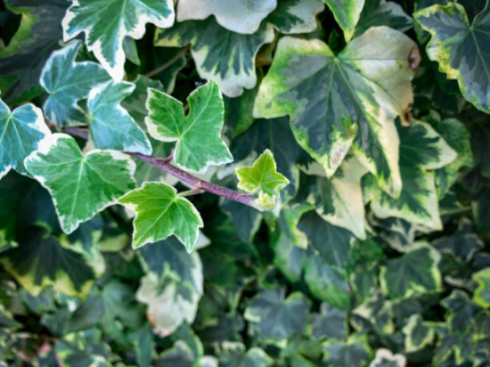 Lierre 'minata verde'