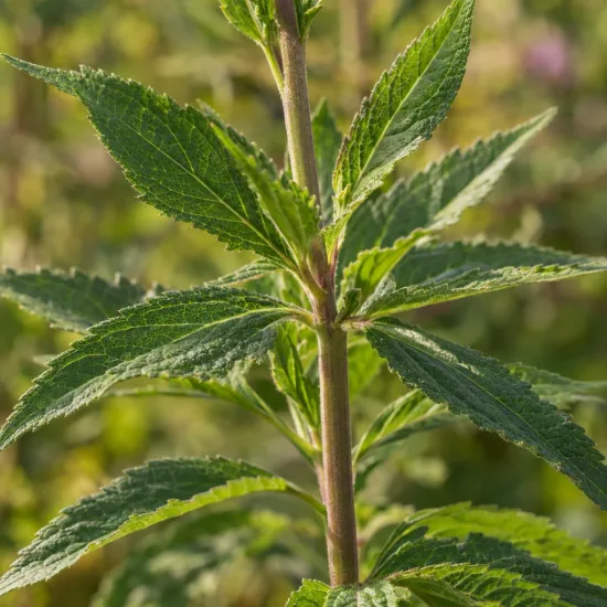Eupatorium (Eupatorium purpureum) — tige dressée avec feuilles vertes dentées · Photo d'illustration