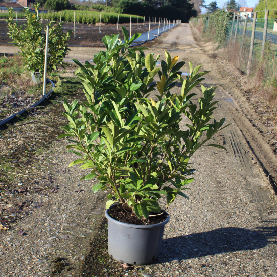 Laurier palme 'Rotundifolia'