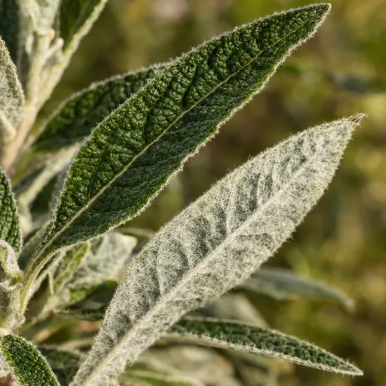 Arbre aux papillons (Buddleia salviifolia) — gros plan de feuilles duveteuses vert gris · Photo d'illustration