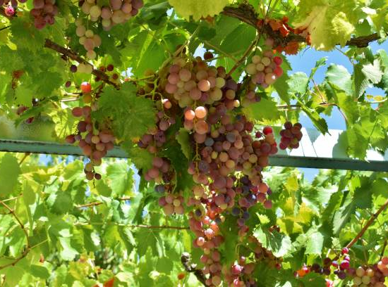 Vigne 'De table italia'