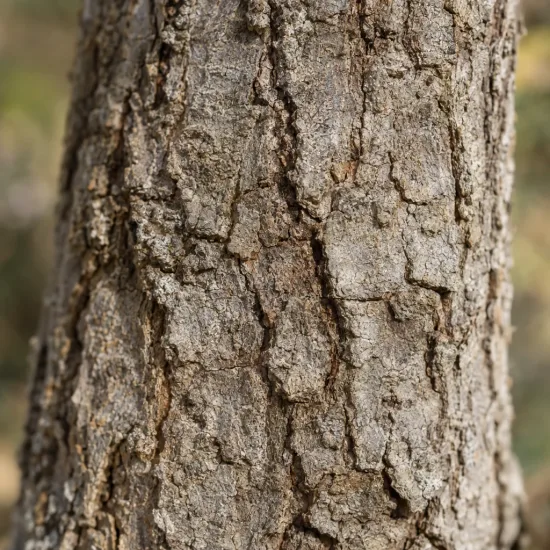 Chêne vélani 'Macrolepis' (Quercus ithaburensis) — tronc d’arbre en gros plan, écorce fissurée · Photo d'illustration