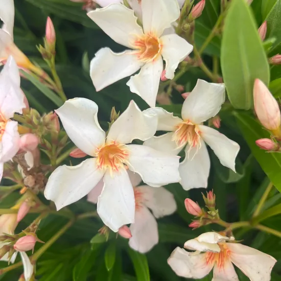 Laurier rose 'Angiolo pucci' (Nerium oleander) — fleurs pâles en étoile avec boutons rosés