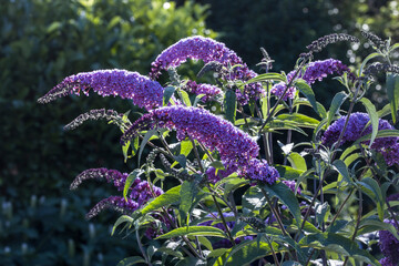 Arbre aux papillons 'rouge mauve'