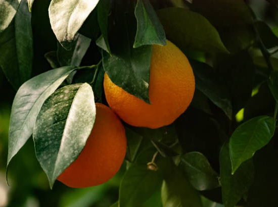 Citrus sinensis