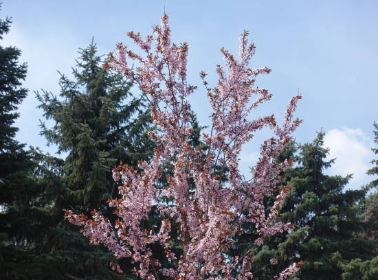 Ceriser à fleurs pissardi