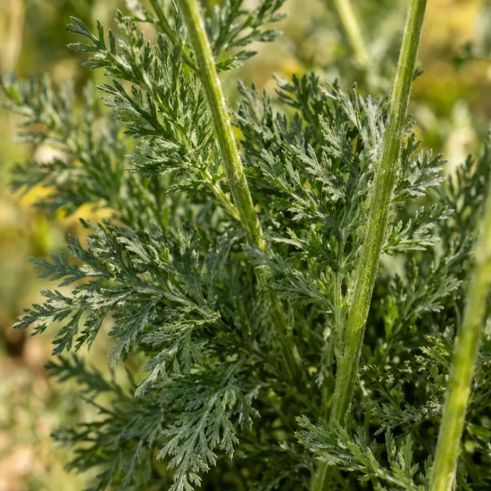 Achillée 'Pastel' (Achillea summer) — gros plan sur feuillage vert finement découpé · Photo d'illustration