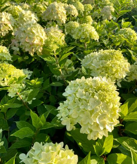 Hortensia paniculé 'Little lime'