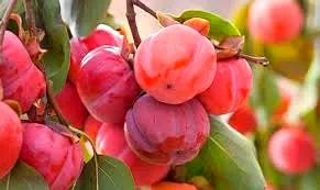 Plaqueminier 'Rouge brillant - persimon'