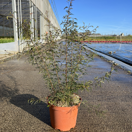 Calliandra Dixie Pink