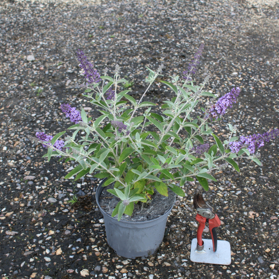 Arbre aux papillons 'Blue heaven'