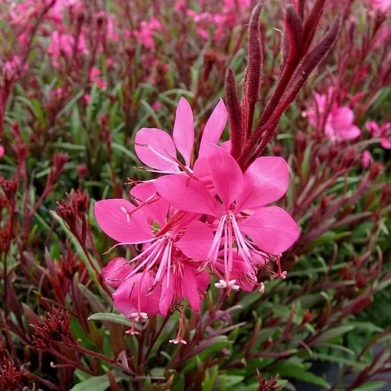 Gaura 'Belleza early white'