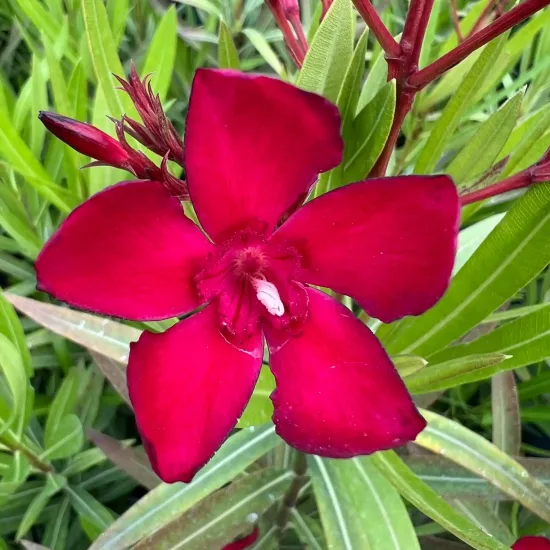 Laurier rose 'N° 6' (Nerium oleander) — gros plan sur une fleur rouge vif, photo 5