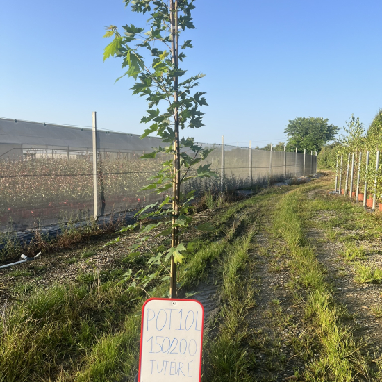 Érable rouge 'Autumn blaze'