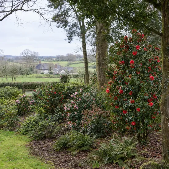Camelia 'Volcano' (Camelia japonica) — grand arbuste fleuri rouge sous grands arbres · Photo d'illustration