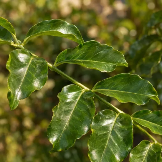 Mackaye élégante (Mackaya bella) — rameau avec feuilles vertes brillantes nervurées · Photo d'illustration