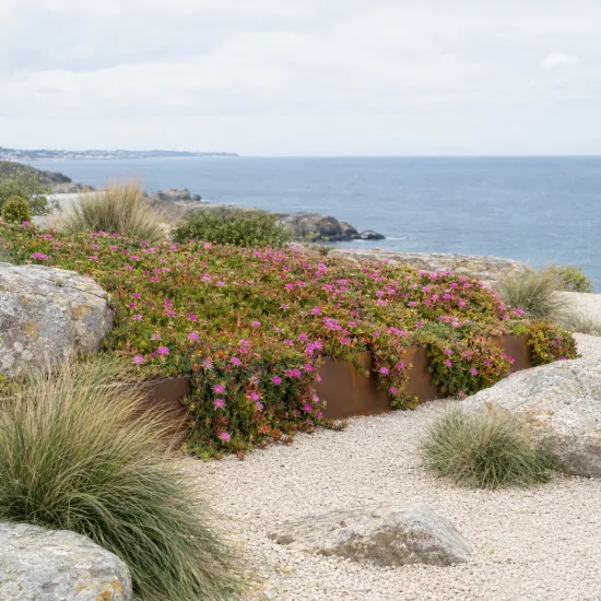 Carpobrotus 'Pink' (Carpobrotus edulis) — massif couvre-sol fleuri dans jardin côtier minéral · Photo d'illustration