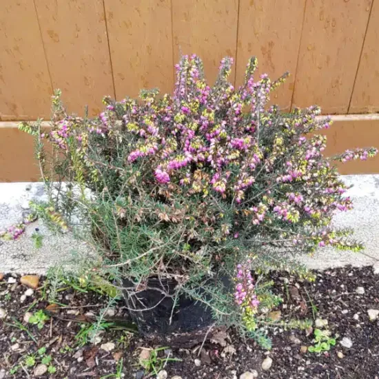 Bruyère 'Kramer s rote rouge' (Erica darleyensis) — touffe dense aux petites fleurs roses en pot · Pot 3L Touffe