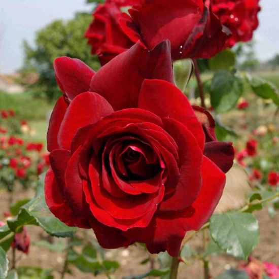 Rosier 'Chateau d'amboise'