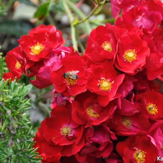 Rosier 'Kadora '