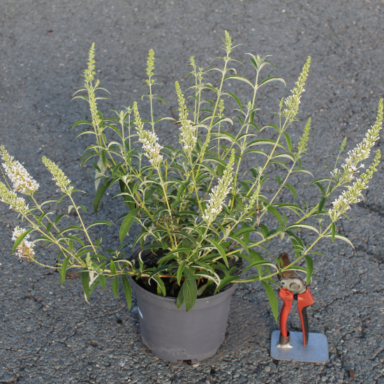 Arbre aux papillons 'white profusion'