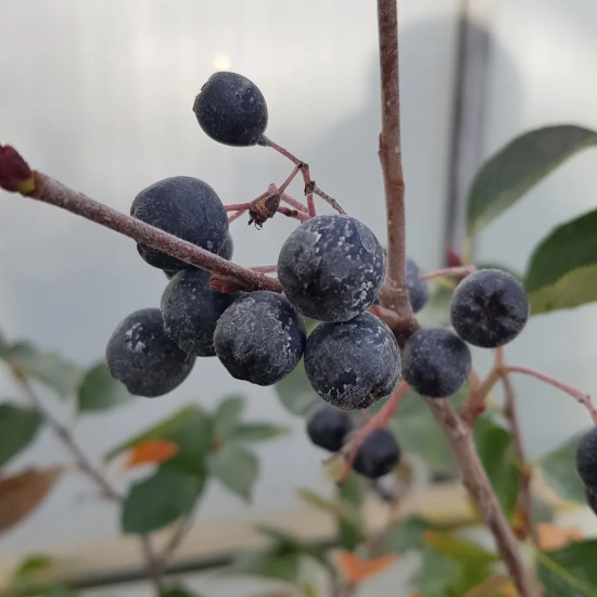 Aronie à gros fruit ' '