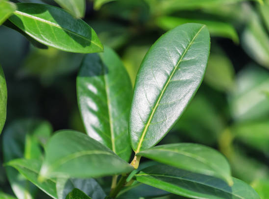 Laurier palme 'Caucasica greentorch'