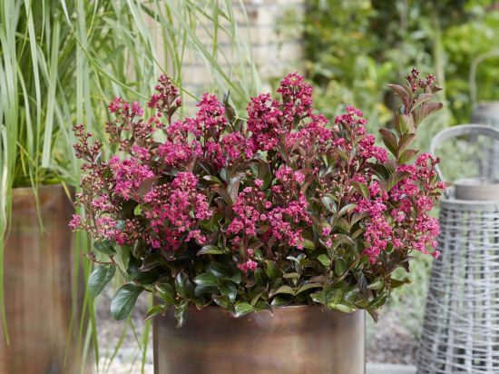 Lilas des indes 'Shell pink'
