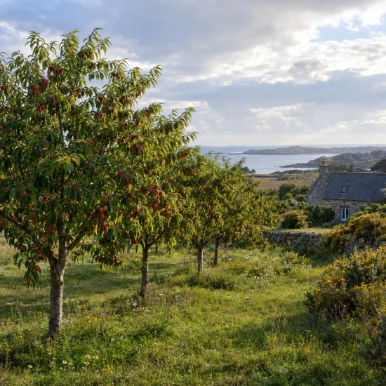 Pêcher 'Sanguine' (Prunus persica) — rangée d'arbres fruitiers chargés de fruits rouges · Photo d'illustration