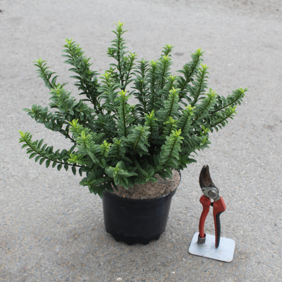 Fusain du japon 'Microphyllus'