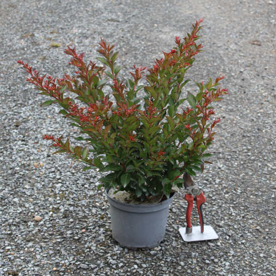 Lilas des indes 'Enduring red'