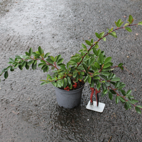 Cotonéaster laiteux