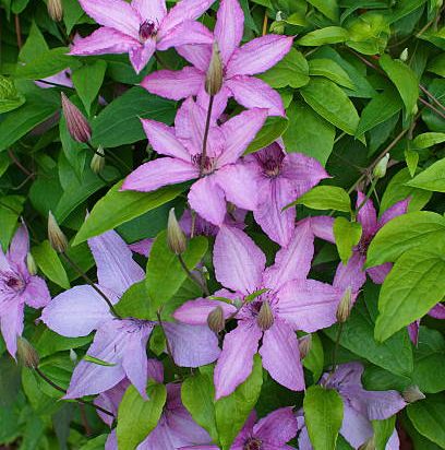 Clématite 'Sibyl'