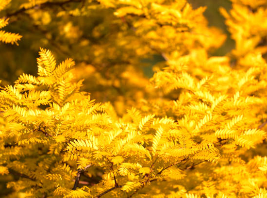 Févier d'amérique sans épines 'Sunburst'