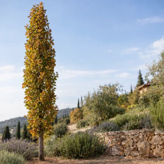 Chêne pédonculé 'Fast koster' (Quercus) — arbre élancé isolé dans un jardin en pente · Photo d'illustration