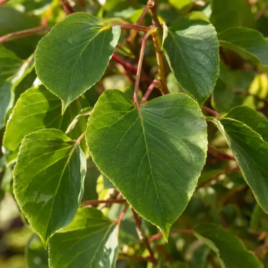 Kiwaï 'Ken's red' (Actinidia arguta) — gros plan sur feuillage vert brillant