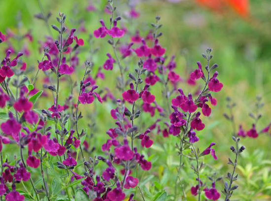 Sauge 'Amethyst lips'