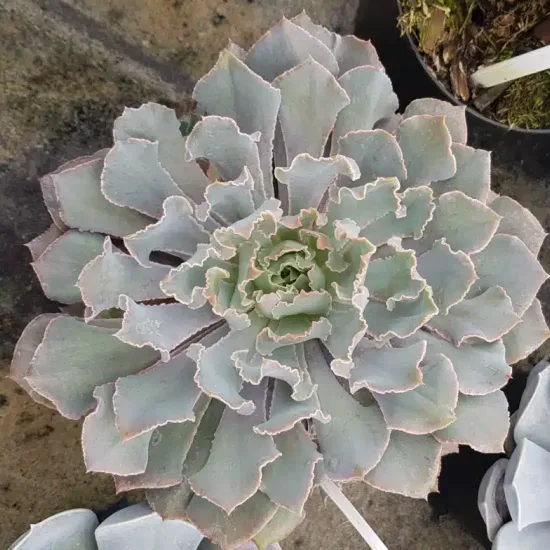 Succulente 'Pink frills' (Echeveria shaviana) — rosette de feuilles charnues ondulées, vue de dessus · Pot 2.5L