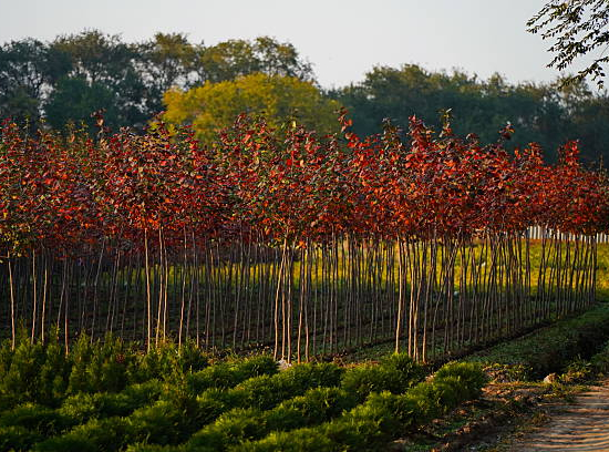 Parrotie de perse 'Vanessa'