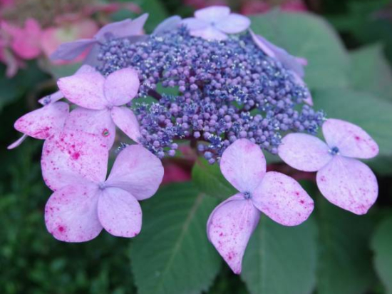 Hortensia 'Mousmee rose'