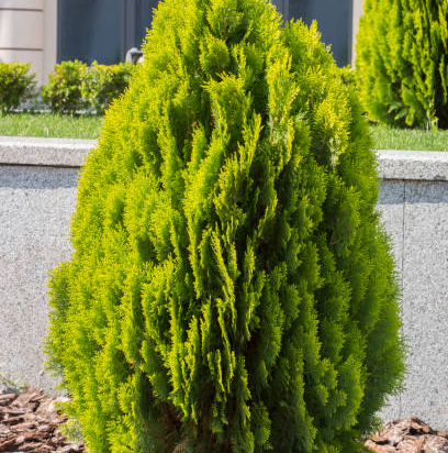Cyprès de lawson 'Alumigold'