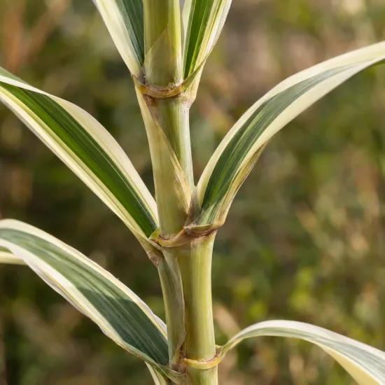 Canne de provence naine 'Variegata compact elly' (Arundo donax) — tiges robustes avec feuilles panachées en gros plan · Photo d'illustration