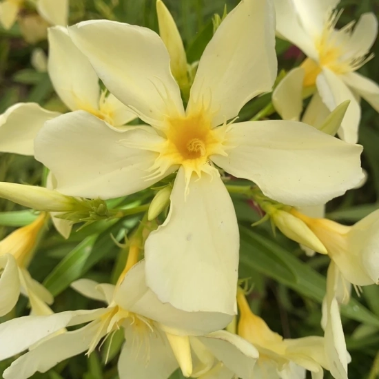 Laurier rose 'zenith