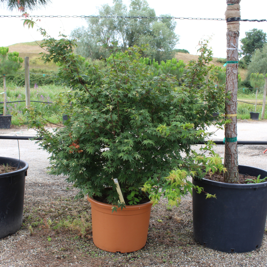 Érable du japon 'Asahi zuru'