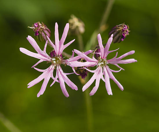 Fleur de coucou