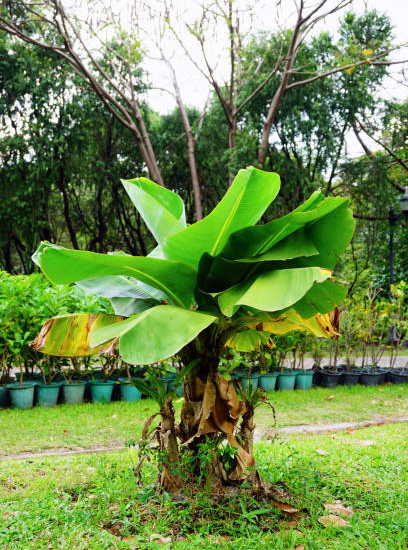 Bananier japonais 'Singapuri'