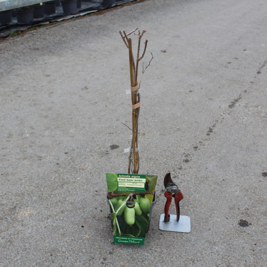 Kiwi 'Superumbo femelle'